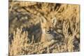 Premium Photographic Print