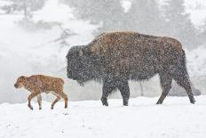 Wyoming, Yellowstone National Park, Bull Bison Walking in Hayden Valley-Elizabeth Boehm-Framed Photographic Print