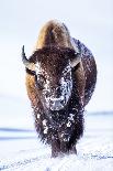 USA, Wyoming, newborn moose calf tries to stand with it's mother nuzzling-Elizabeth Boehm-Photographic Print