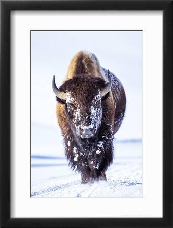 American buffalo For sale as Framed Prints, Photos, Wall Art and Photo Gifts