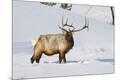 Premium Photographic Print