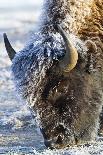 Wyoming, Yellowstone National Park, Frost Covered Bison Cow in Geyser Basin-Elizabeth Boehm-Photographic Print