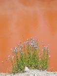 Wyoming, Yellowstone National Park, Harebell Flowers at Tomato Soup Hot Spring-Elizabeth Boehm-Photographic Print