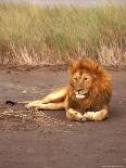 Lion, Masai Mara Game Resv, Kenya, Africa-Elizabeth DeLaney-Framed Photographic Print
