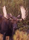 Elk in Field, Yellowstone National Park, WY-Elizabeth DeLaney-Photographic Print
