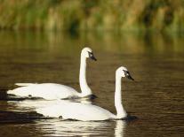 Two Trumpeter Swans, Yellowstone National Park, WY-Elizabeth DeLaney-Photographic Print
