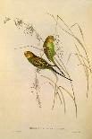 Budgerigar, Melopsittacus Undulatus-Elizabeth Gould-Giclee Print
