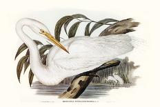 Columba Leuconota (Snow Pigeon), Colored Lithograph-Elizabeth Gould-Mounted Giclee Print