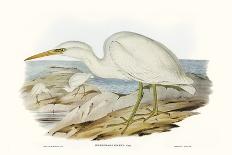 Majestic Waterbird VI-Elizabeth Gould-Framed Art Print