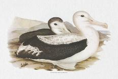 Majestic Waterbird I-Elizabeth Gould-Framed Art Print