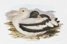 Columba Leuconota (Snow Pigeon), Colored Lithograph-Elizabeth Gould-Framed Giclee Print