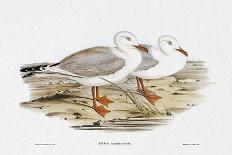 Columba Leuconota (Snow Pigeon), Colored Lithograph-Elizabeth Gould-Mounted Giclee Print