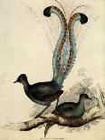 Budgerigar, Melopsittacus Undulatus-Elizabeth Gould-Framed Giclee Print