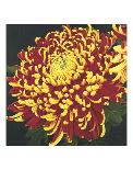 Chrysanthemum 1-Elizabeth Hellman-Framed Art Print