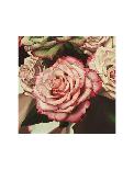 Vintage Rose-Elizabeth Hellman-Stretched Canvas