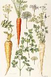 Carrot, Parsnip and Parsley-Elizabeth Rice-Giclee Print