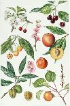 Cranberry and Other Berries-Elizabeth Rice-Giclee Print
