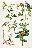 Thyme and Other Herbs-Elizabeth Rice-Giclee Print