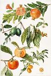 Strawberries, Raspberries and Other Edible Berries-Elizabeth Rice-Giclee Print