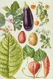 Onions and Other Vegetables-Elizabeth Rice-Premium Giclee Print