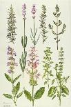 Thyme and Other Herbs-Elizabeth Rice-Giclee Print