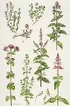 Thyme and Other Herbs-Elizabeth Rice-Mounted Giclee Print