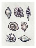 Shells I-Elizabeth Tyndall-Art Print