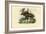 Elk, 1863-79-Raimundo Petraroja-Framed Giclee Print
