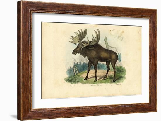 Elk, 1863-79-Raimundo Petraroja-Framed Giclee Print