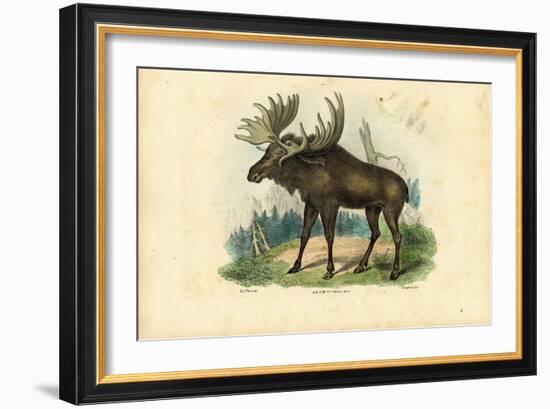 Elk, 1863-79-Raimundo Petraroja-Framed Giclee Print