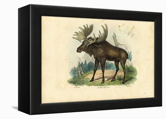 Elk, 1863-79-Raimundo Petraroja-Framed Premier Image Canvas