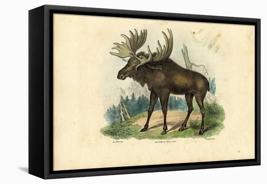 Elk, 1863-79-Raimundo Petraroja-Framed Premier Image Canvas