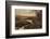 Elk and Creek-Chris Vest-Framed Art Print