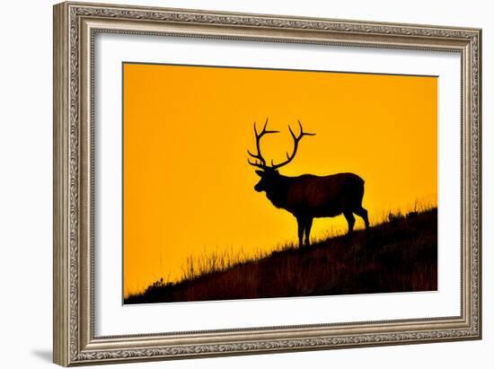 Elk and Sunrise-Lantern Press-Framed Art Print