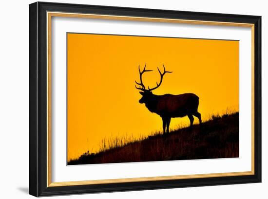 Elk and Sunrise-Lantern Press-Framed Art Print