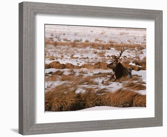 Elk at Jackson Hole, National Elk Refuge, Wyoming, USA-Dee Ann Pederson-Framed Photographic Print