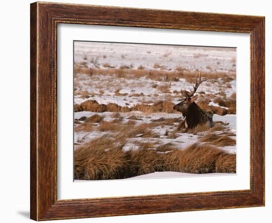 Elk at Jackson Hole, National Elk Refuge, Wyoming, USA-Dee Ann Pederson-Framed Photographic Print