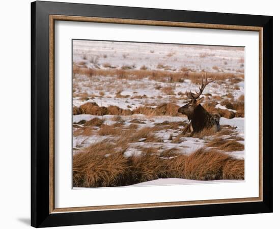 Elk at Jackson Hole, National Elk Refuge, Wyoming, USA-Dee Ann Pederson-Framed Photographic Print