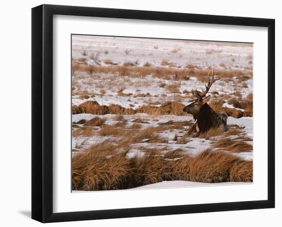 Elk at Jackson Hole, National Elk Refuge, Wyoming, USA-Dee Ann Pederson-Framed Photographic Print