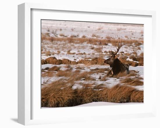 Elk at Jackson Hole, National Elk Refuge, Wyoming, USA-Dee Ann Pederson-Framed Photographic Print