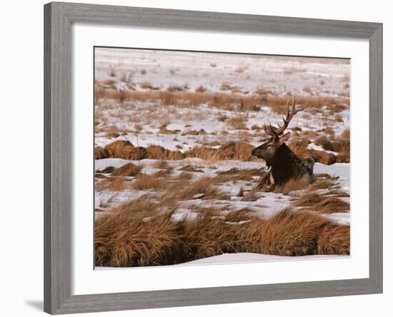 Elk at Jackson Hole, National Elk Refuge, Wyoming, USA-Dee Ann Pederson-Framed Photographic Print