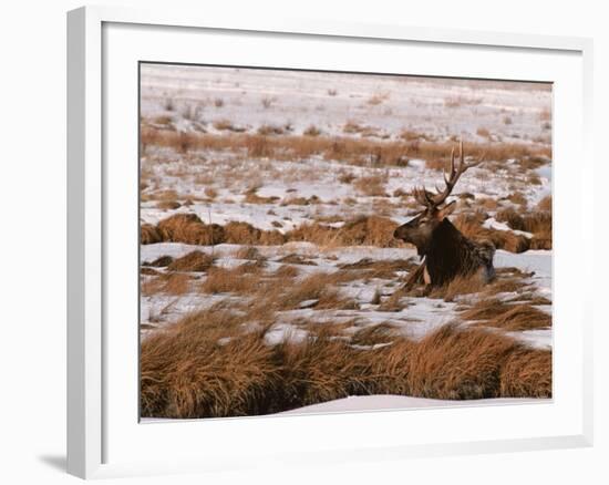 Elk at Jackson Hole, National Elk Refuge, Wyoming, USA-Dee Ann Pederson-Framed Photographic Print