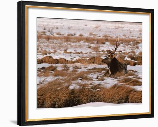 Elk at Jackson Hole, National Elk Refuge, Wyoming, USA-Dee Ann Pederson-Framed Photographic Print