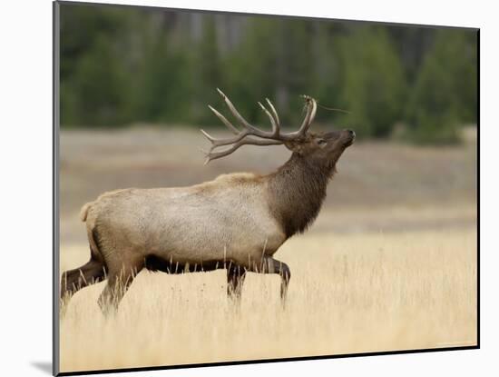 Elk, Bull Bugling in Rut, Yellowstone National Park, Wyoming, USA-Rolf Nussbaumer-Mounted Photographic Print