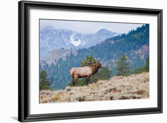 Elk bull bugling.-Larry Ditto-Framed Photographic Print