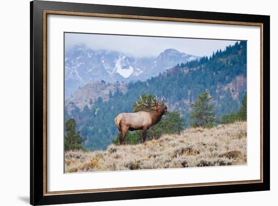 Elk bull bugling.-Larry Ditto-Framed Photographic Print