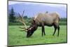 Elk Bull Grazing in a Grass Meadow, Portage, Alaska-Angel Wynn-Mounted Photographic Print