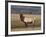 Elk Bull in Meadow, Yellowstone National Park, Wyoming, USA-Jamie & Judy Wild-Framed Photographic Print