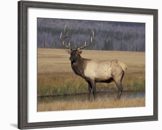 Elk Bull in Meadow, Yellowstone National Park, Wyoming, USA-Jamie & Judy Wild-Framed Photographic Print