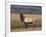 Elk Bull in Meadow, Yellowstone National Park, Wyoming, USA-Jamie & Judy Wild-Framed Photographic Print